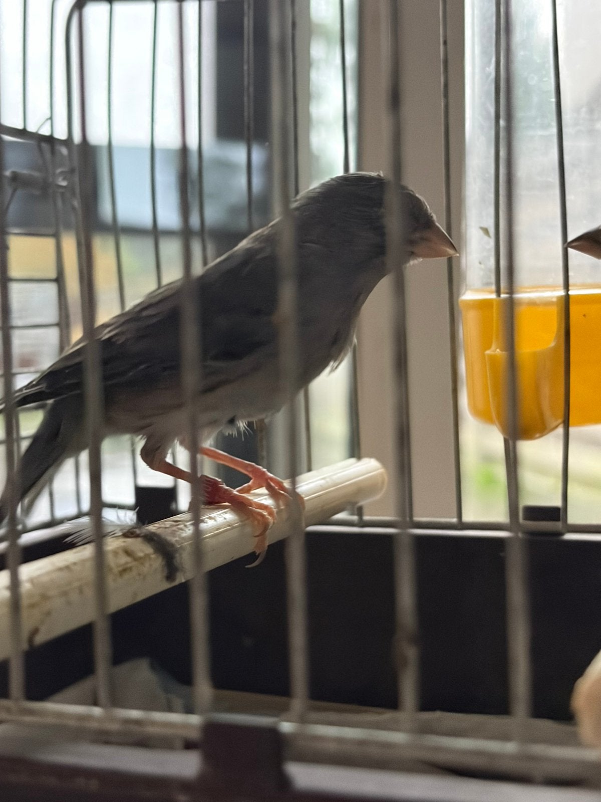 Timbrado koppel, Meerdere dieren, Zangkanarie