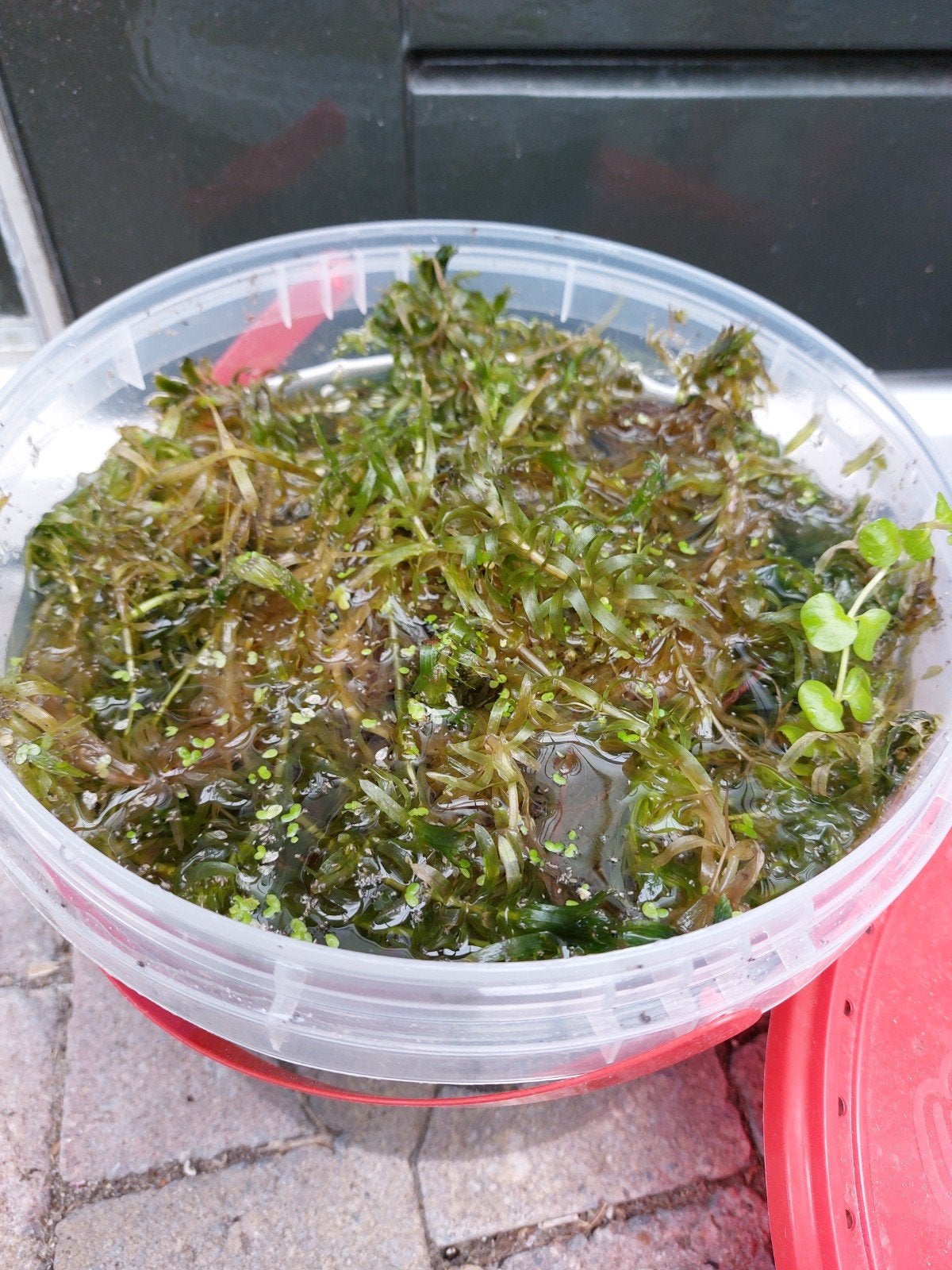 gratis afhalen bak vol waterzuiverende plantjes, Dieren en Toebehoren, Karper of Koi