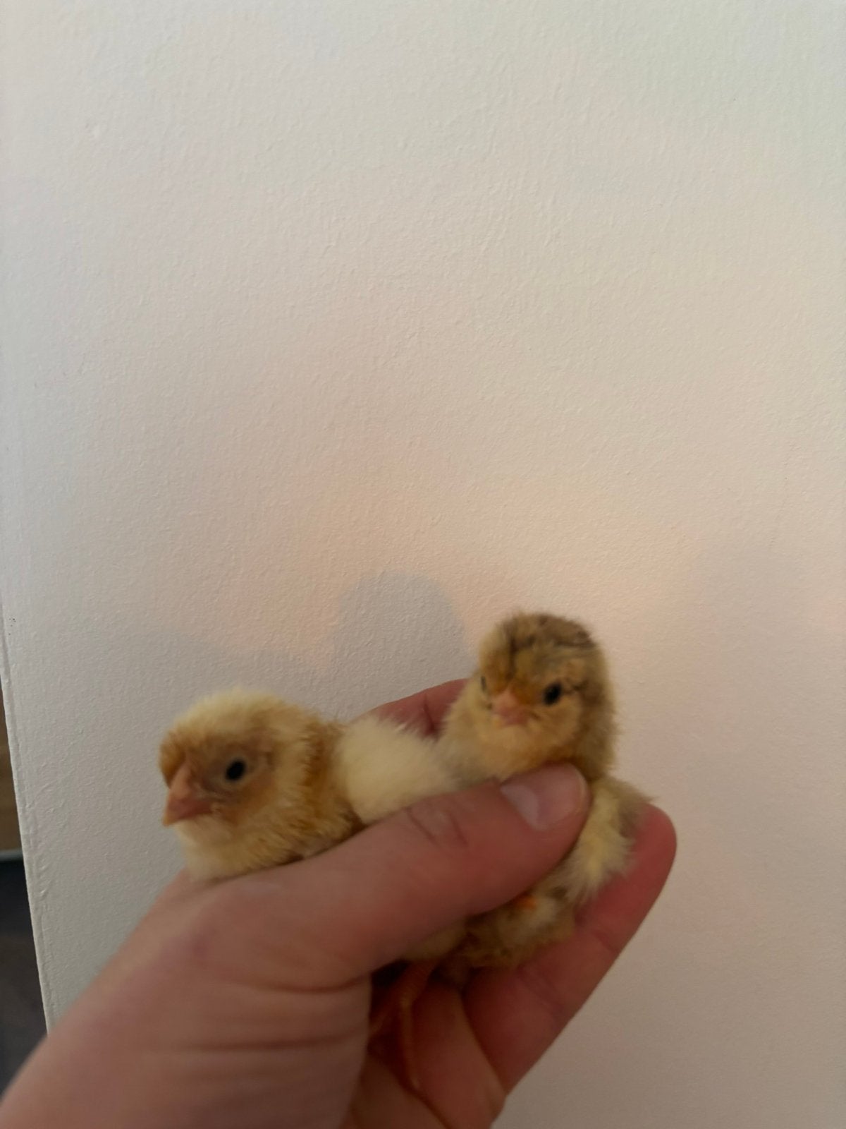 Kuikens te koop, Geslacht onbekend, Kip