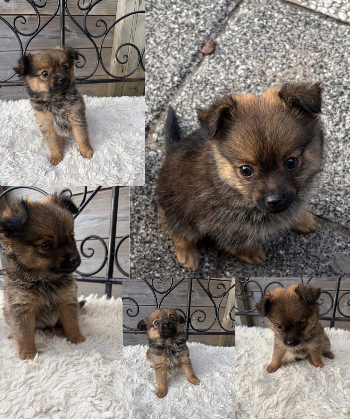 Prachtige Dwergpinscher x Pomeriaan Puppy’s, Parvo, Overige rassen, 8 tot 15 weken, Meerdere
