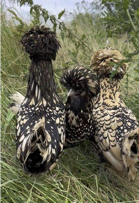 Padua's hennen.    [Kuifhoen kippen], Dieren en Toebehoren, Pluimvee, Vrouwelijk, Kip
