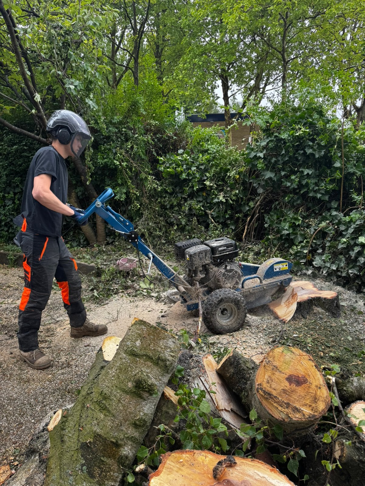 Foto 4 van Boom kappen, boom verwijderen & boomverzorging