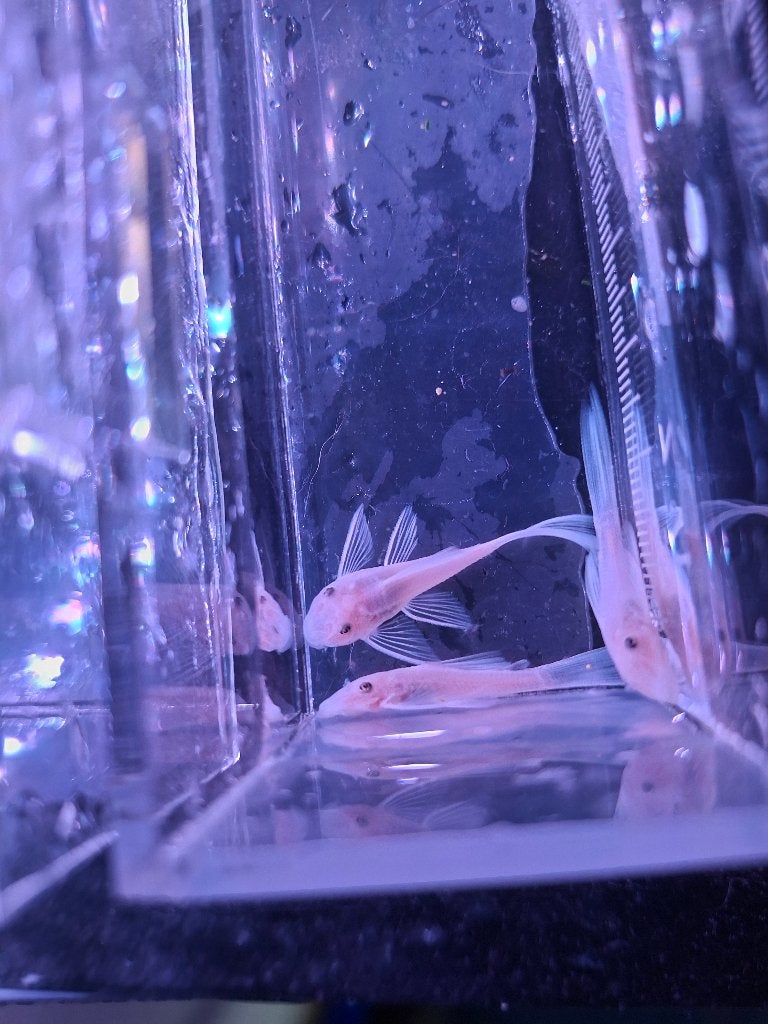 L144 snow white long en short fin, Dieren en Toebehoren, Vis, Zoetwatervis