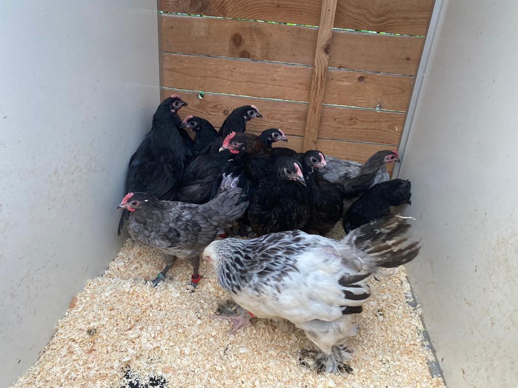 13 tal haantjes, Dieren en Toebehoren, Pluimvee, Mannelijk, Kip