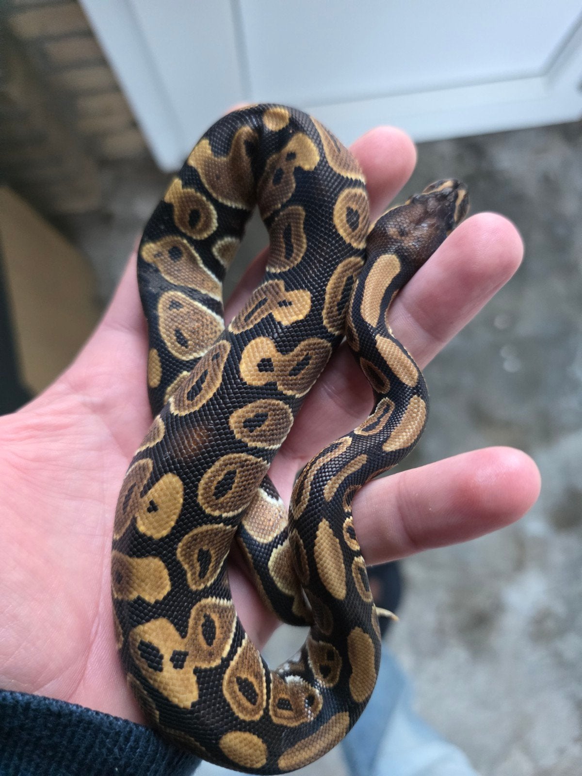 Koningspython wildkleur 100% het ghost Ball Python - unknown for sale from Jeffrey