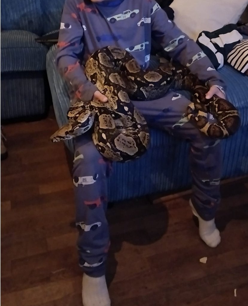 grote boa constrictor, evt met terrarium, complete hobby. Boa Constrictor photo 3