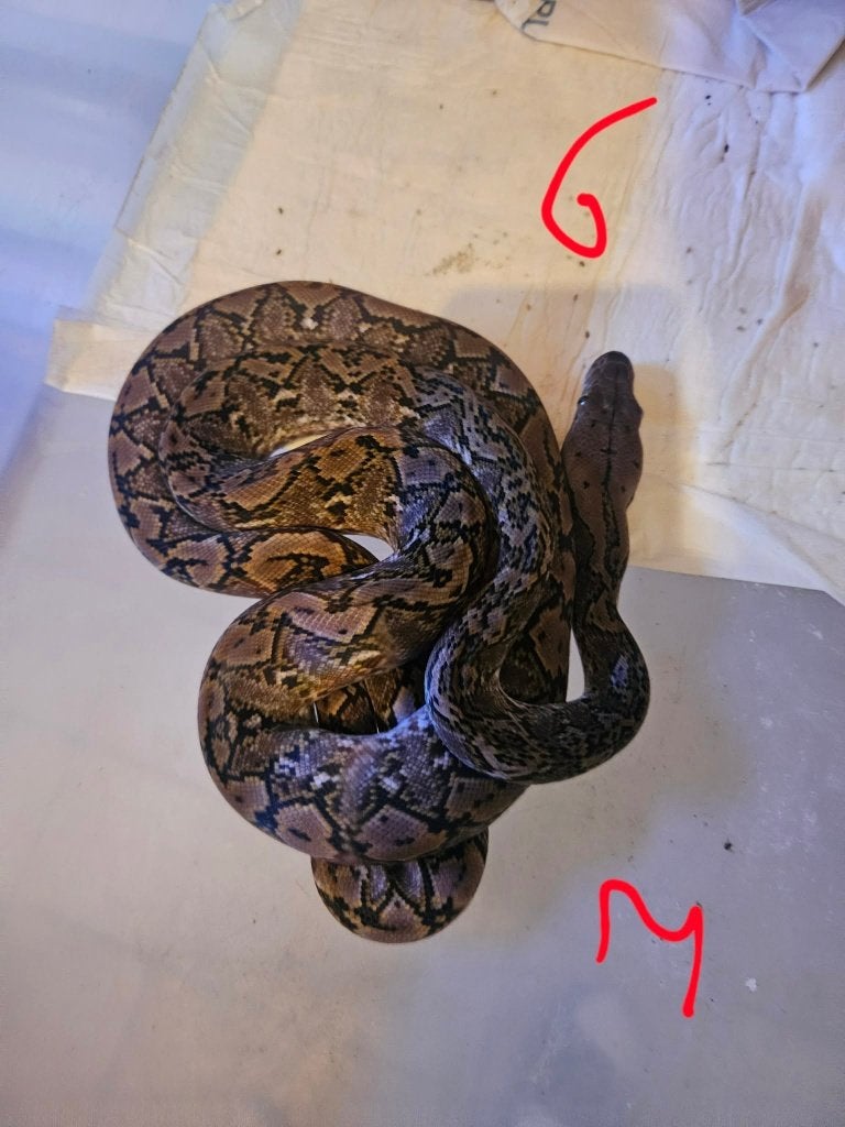 POUR  Snakeday  python reticulatus KAROMPA  super nain F1 Reticulated Python photo 2