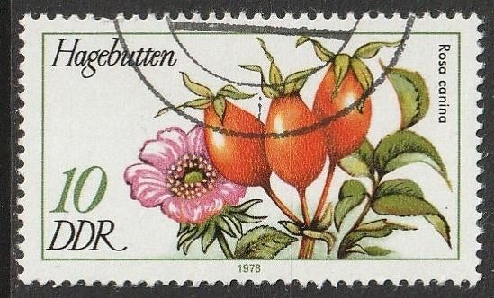 DDR 1978 2287 Hondsroos, Gest, Ophalen of Verzenden, DDR, Gestempeld