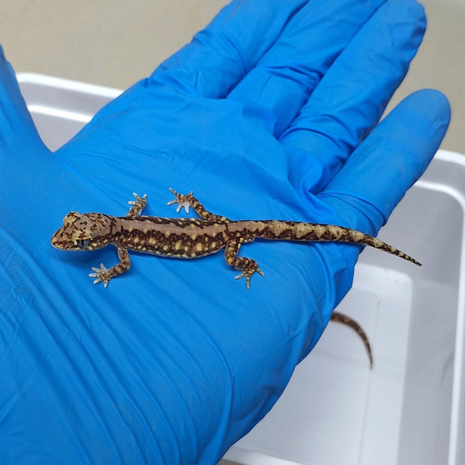 lucasium dameaum kweek koppel, Dieren en Toebehoren, Reptielen en Amfibieën, Hagedis, Tam, 3 tot 6 jaar