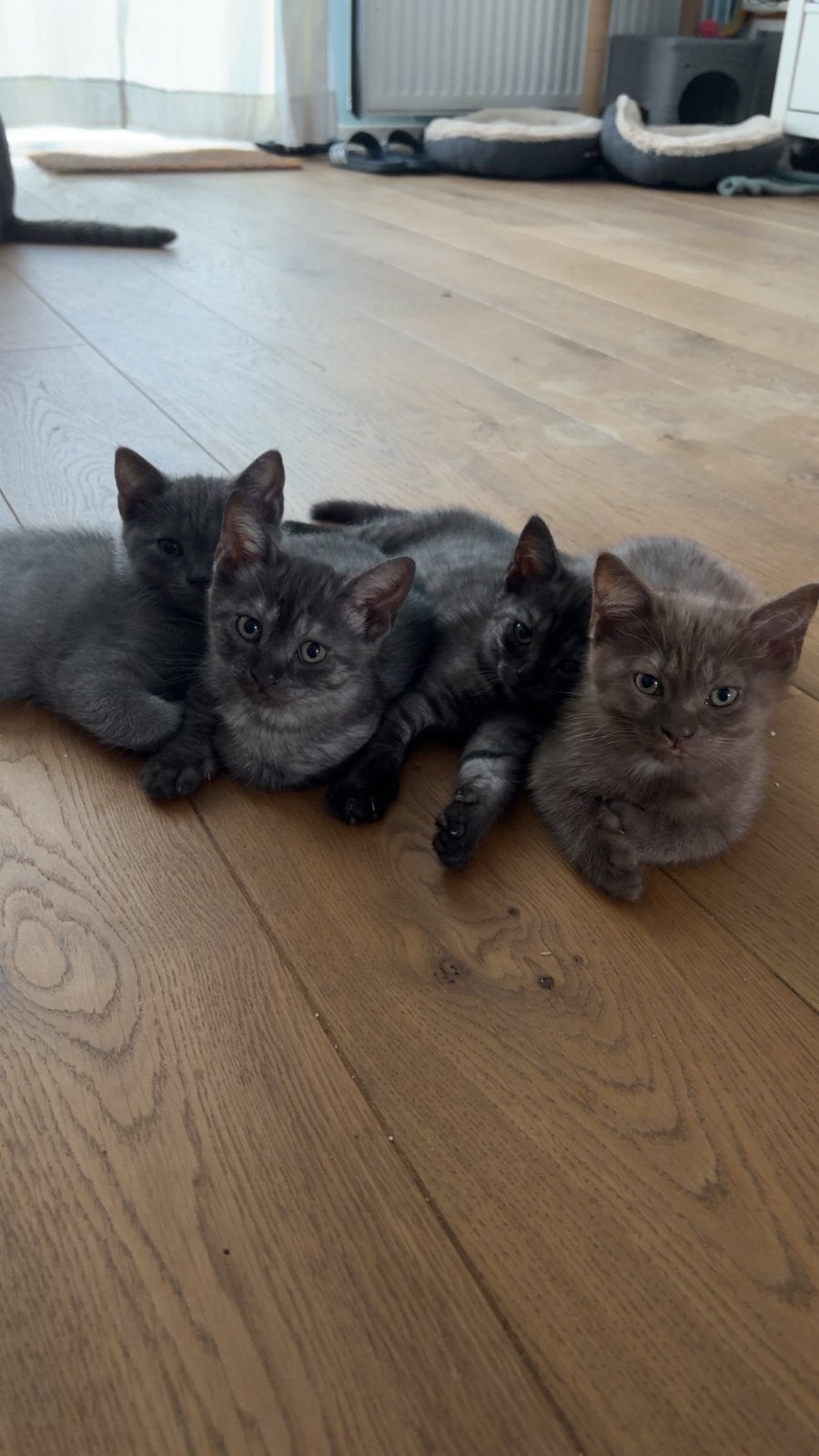 Blauwe Rus  Britse Korthaar kittens, Dieren en Toebehoren, Meerdere dieren, Ontwormd, 0 tot 2 jaar