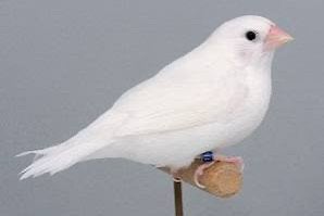 Gezocht : witte, blonde of bonte japanse meeuwen., Meerdere dieren