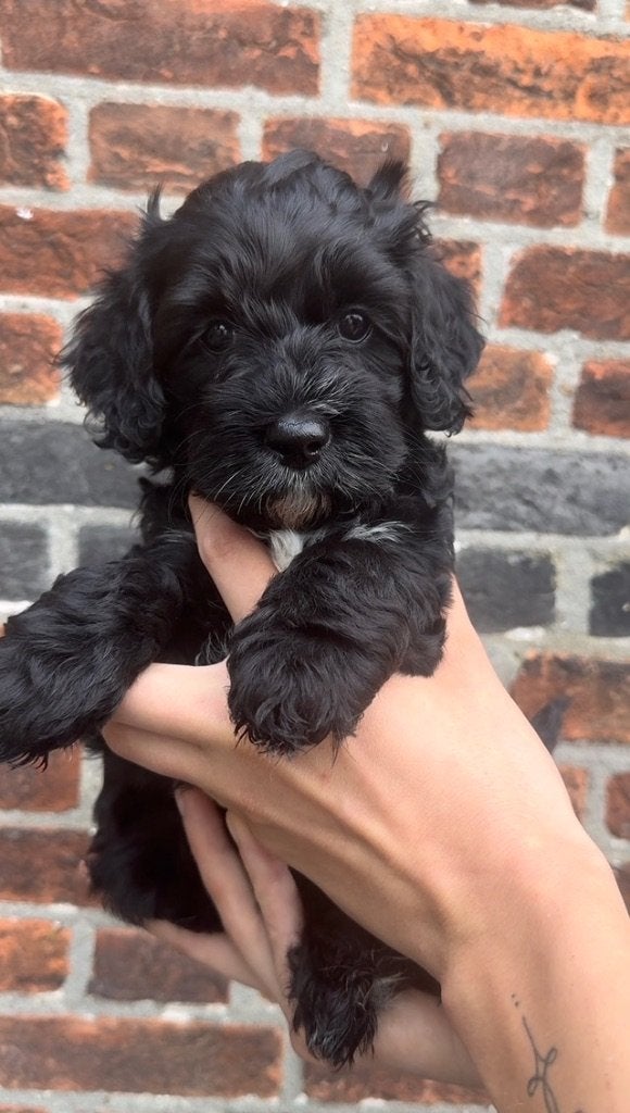 Medium Australian Labradoodle pups | WALA stamboom, Overige rassen, 8 tot 15 weken, Meerdere, Meerdere dieren