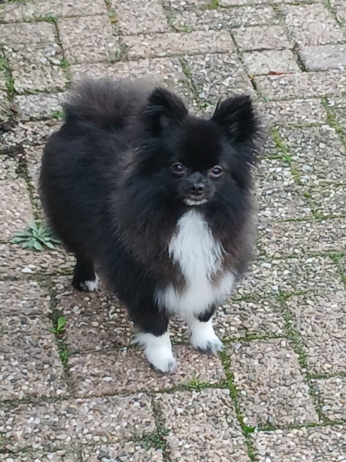 Herplaatsing, Dieren en Toebehoren, Reu, 1 tot 2 jaar, Parvo, Eén hond
