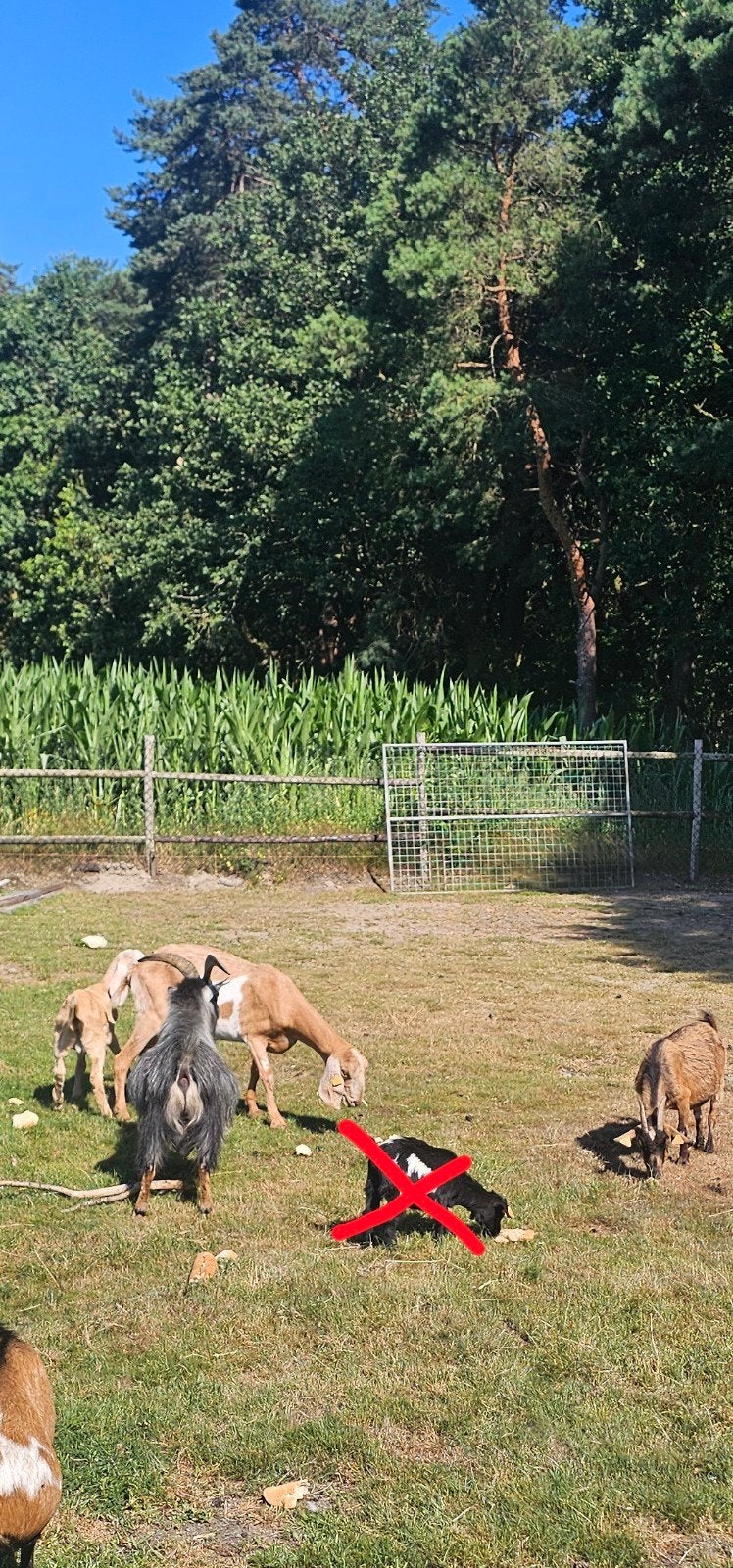Nubische en dwerg geiten te koop, Mannelijk, Geit