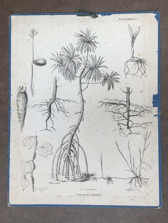 Antieke Botanische schoolplaat - Plantkunde, Antiek en Kunst, 1800 - 1899, 50 cm, 64 cm, Ophalen of Verzenden