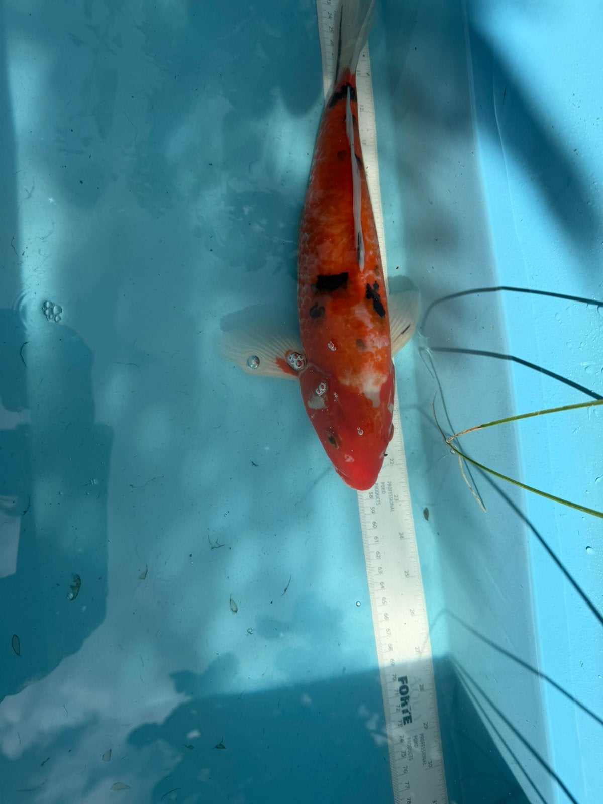 Sanke koi, Karper of Koi