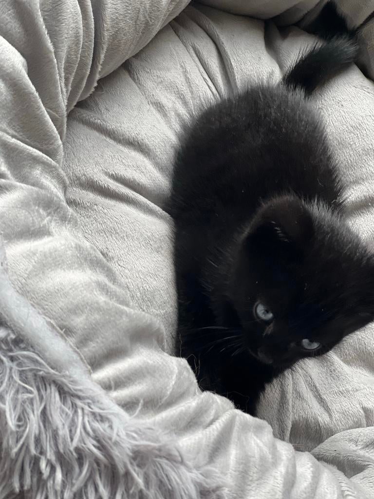 Schattige kittens te koop!, Meerdere dieren
