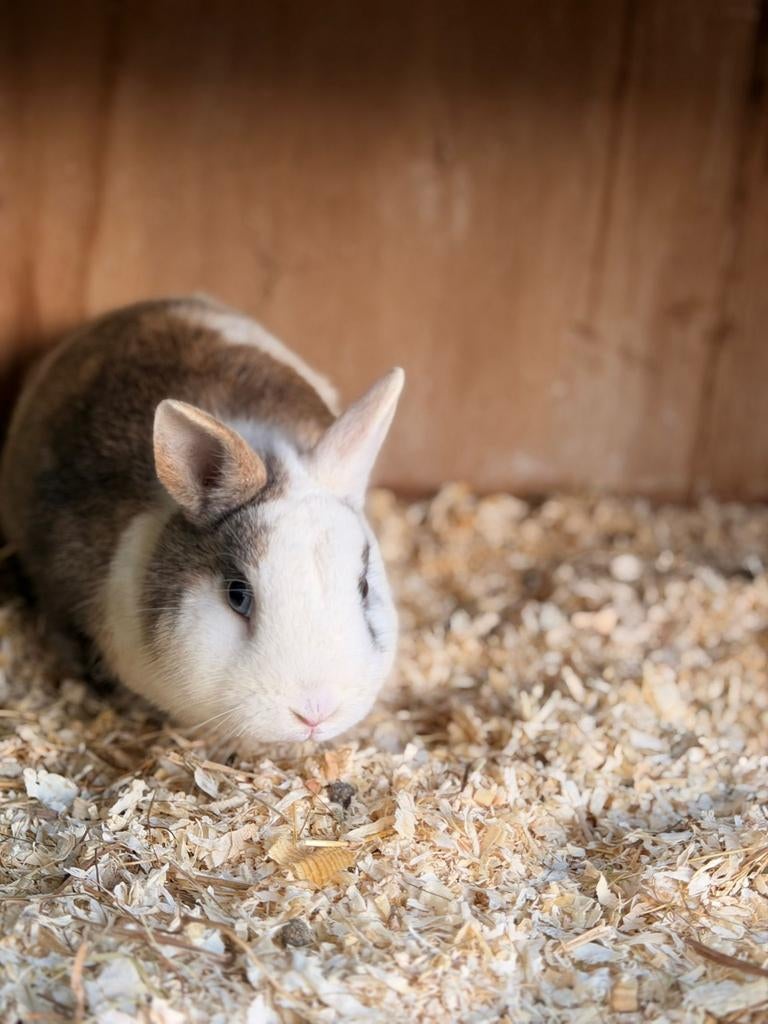 Dekrammen beschikbaar – meerdere rassen | Een Blij Ei, Dieren en Toebehoren, Konijnen