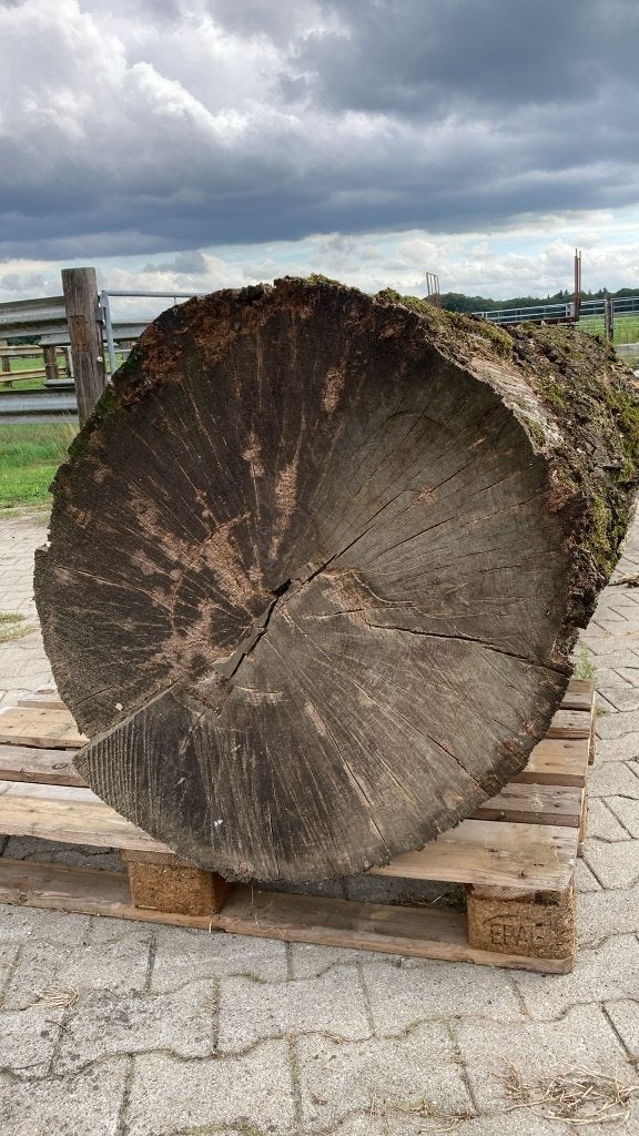 Eiken boom stam 10 jaar oud, Minder dan 3 m³, Ophalen, Eikenhout, Stammen