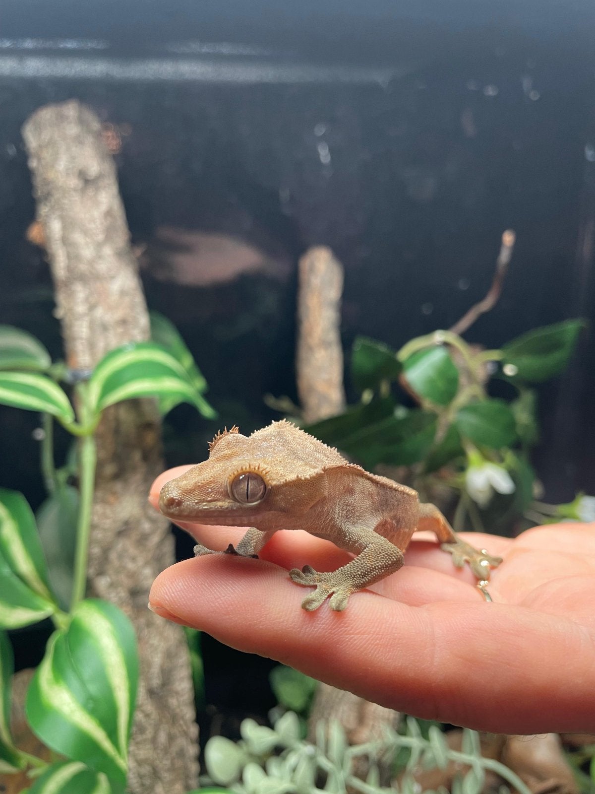 Wimper gekko (Correlophus ciliatus) Crested Gecko photo 3