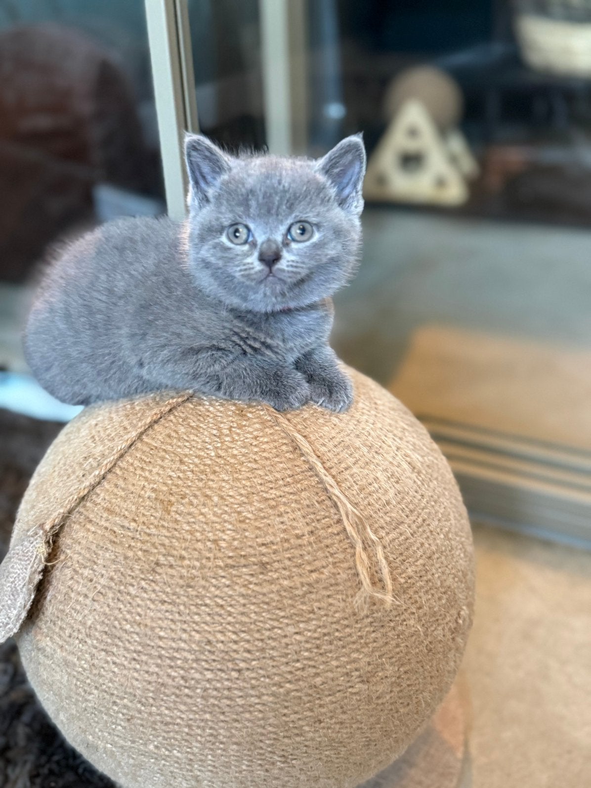 Britse korthaar kittens, Dieren en Toebehoren, Poes, Ontwormd, 0 tot 2 jaar