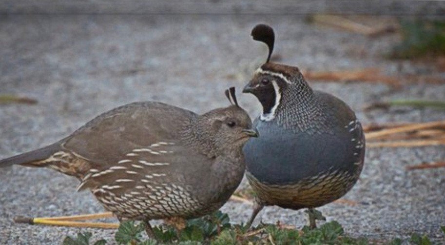 koppels californische kuifkwartel, Dieren en Toebehoren, Meerdere dieren, Geringd