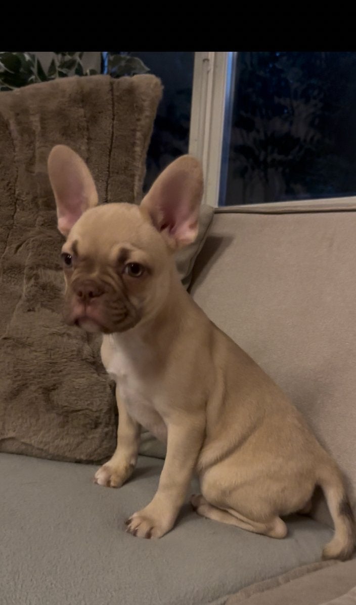 Franse bulldog, uniek dna ! (Laatste reutje), Dieren en Toebehoren, Reu, CDV (hondenziekte), 8 tot 15 weken, Bulldog