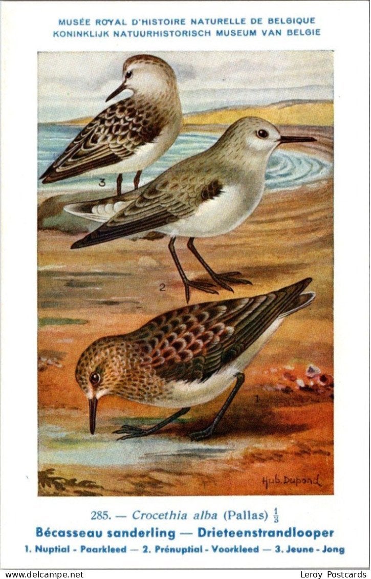 Drieteenstrandloper / Sanderling – Nº 285 – (KBIN / IRSNB), Verzenden, 1940 tot 1960, Ongelopen, Vogel