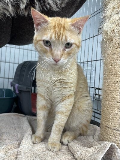 ACE: Pros is helemaal klaar voor vertrek!, Kater, Kortharig, 3 tot 5 jaar