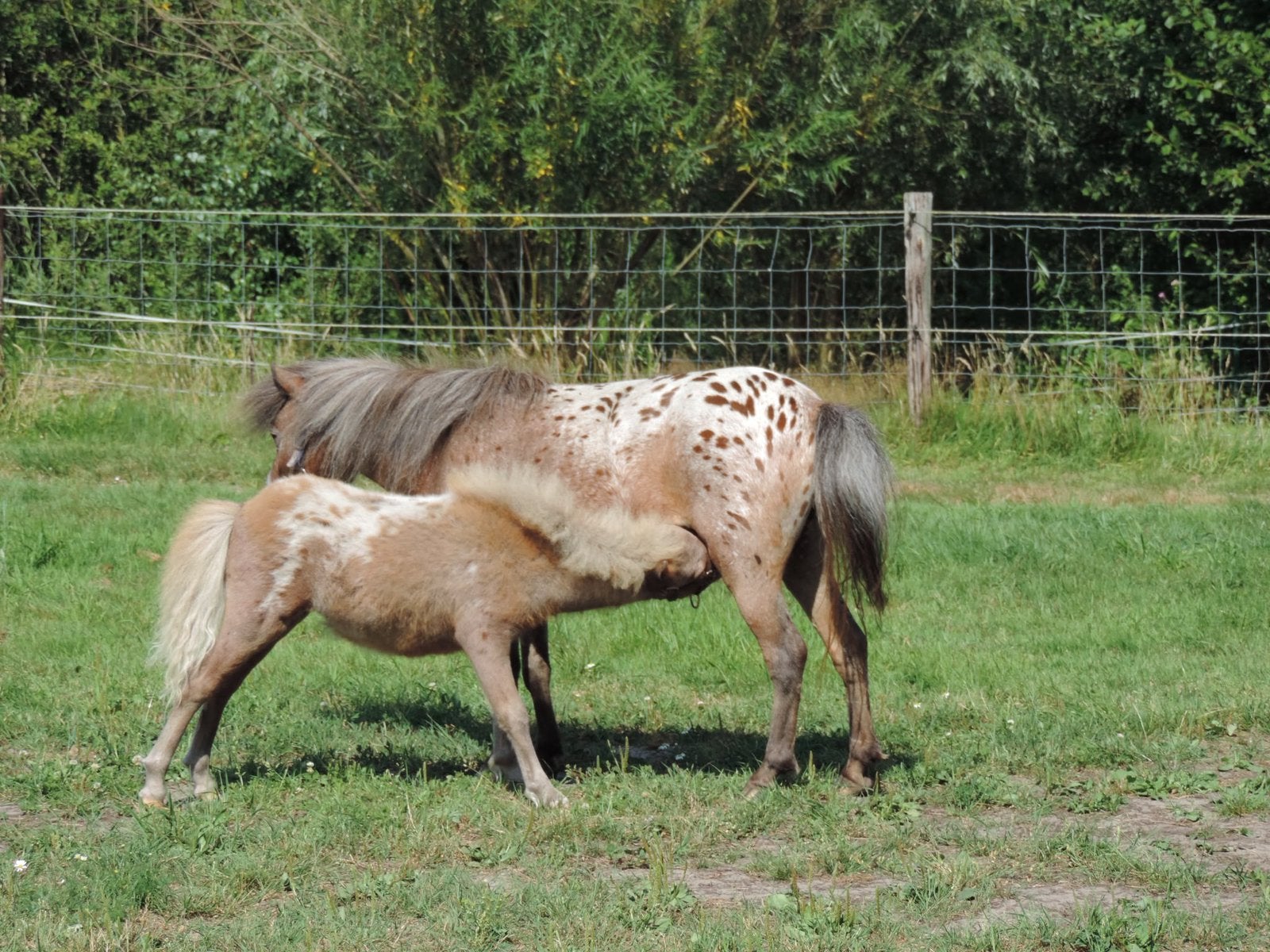 Shetlanders te koop, Dieren en Toebehoren, Pony's, Merrie, A pony (tot 1.17m), 0 tot 2 jaar, Gechipt