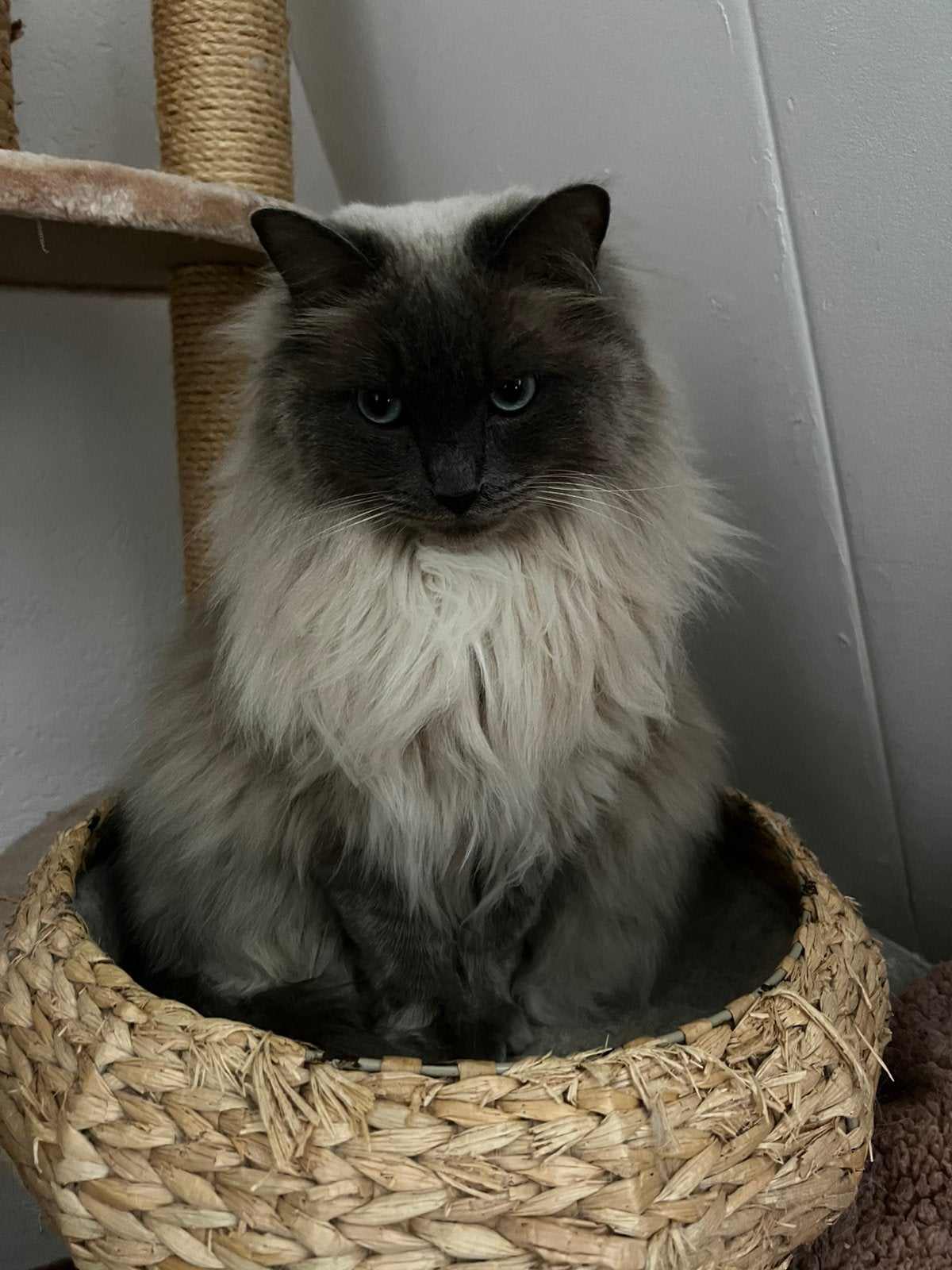 Ragdoll poes (zoekt nieuw huisje), Poes, Gechipt