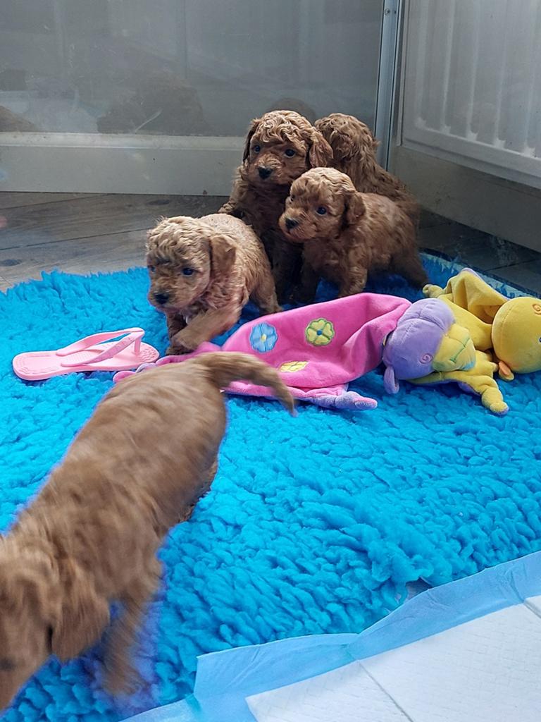 Dwerg/toypoedel pups, Dieren en Toebehoren, Honden | Niet-rashonden, Klein, Meerdere dieren, Fokker | Hobbymatig, Meerdere, Nederland