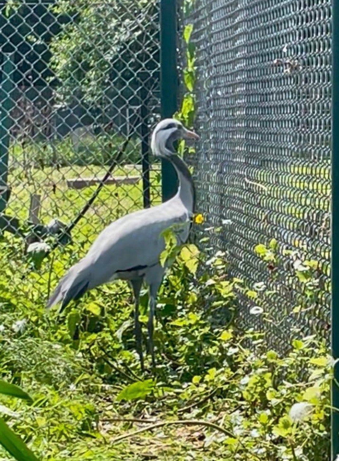 Jufferkraanvogel 2025 VROUW, Dieren en Toebehoren, Vrouwelijk, Geringd