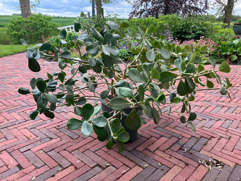 Grote Pannenkoeksplant, kamerplant, Pilea peperomioides, Ophalen, Overige soorten, In pot, Minder dan 100 cm
