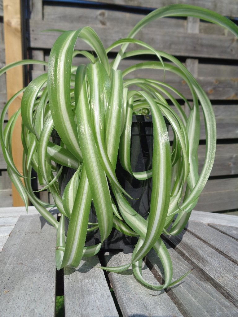 KRULGRASLELIE BONNIE Chlorophytum comosum kamer plant, Ophalen, Halfschaduw, Minder dan 100 cm