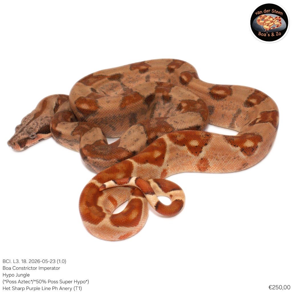 Boa Constrictor Imperator Litter 03 2026 Boa Constrictor photo 18