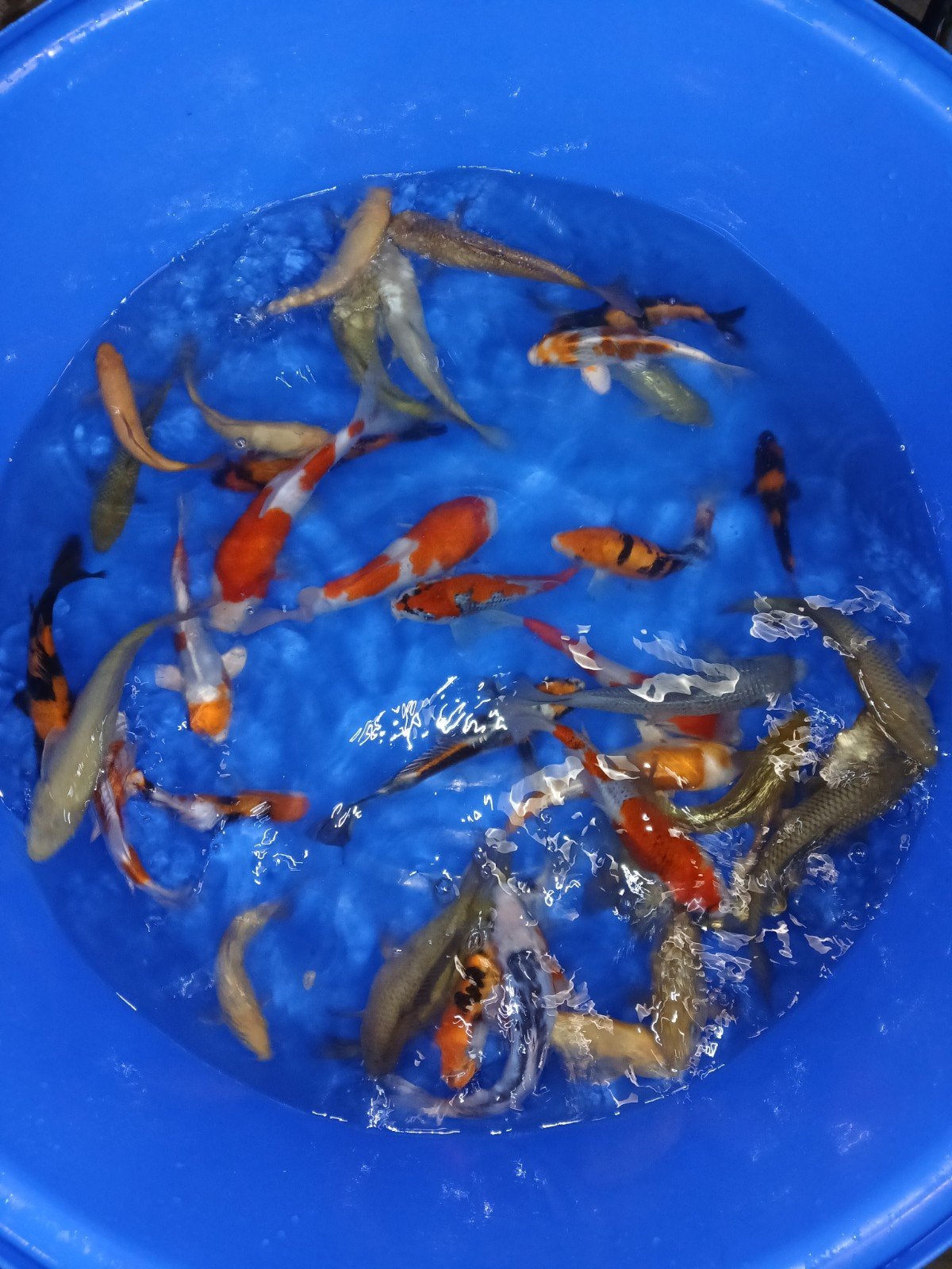 Koi Mix Tosai, Karper of Koi