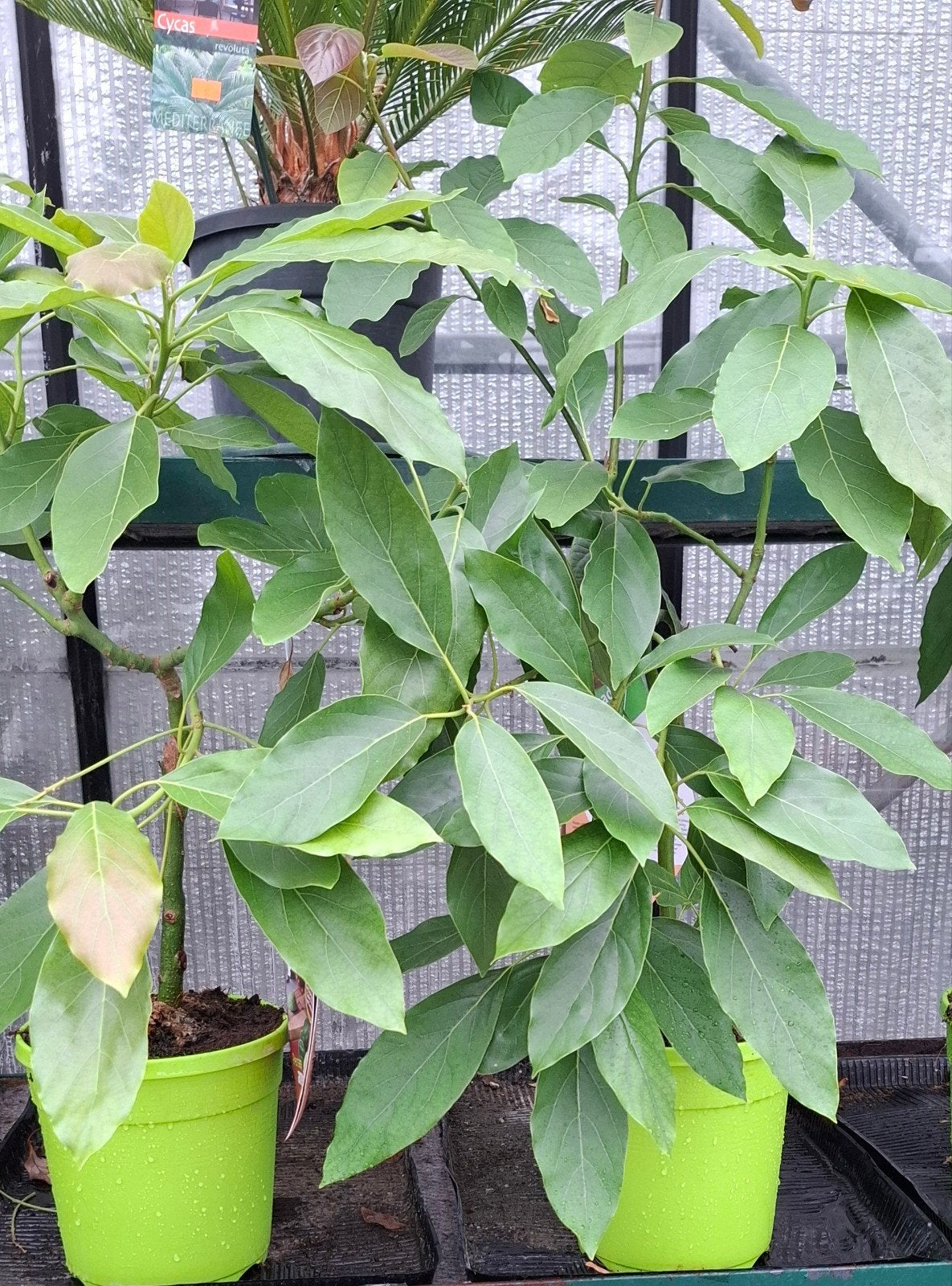 Avocado Persea Americano, Bloeit niet, Overige soorten, Ophalen, Volle zon