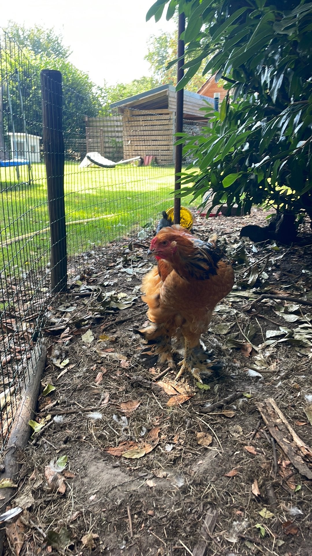 Brahma buff haan, Dieren en Toebehoren, Mannelijk, Kip