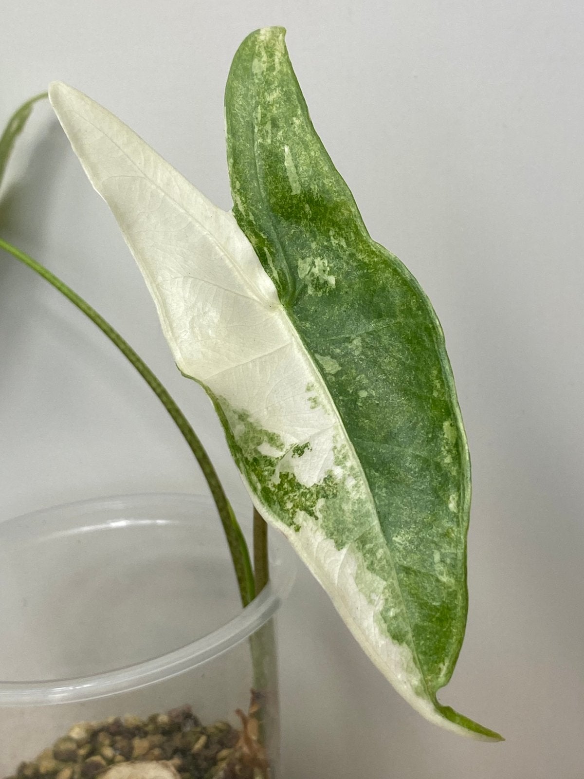Alocasia Longiloba Variegata #1, Ophalen of Verzenden, Halfschaduw, Minder dan 100 cm