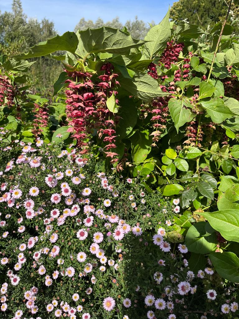 Leycesteria formosa-Fazanten/Karamelbes Grootmoeders oorbel, Ophalen, Overige soorten, Minder dan 100 cm