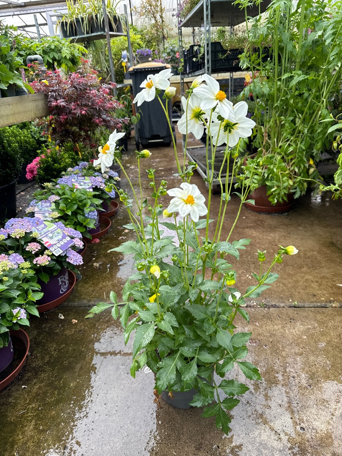 Grote Dahlia in 23 cm/5 liter pot, 60/80 cm hoog, Volle zon, Vaste plant, Zomer, Ophalen