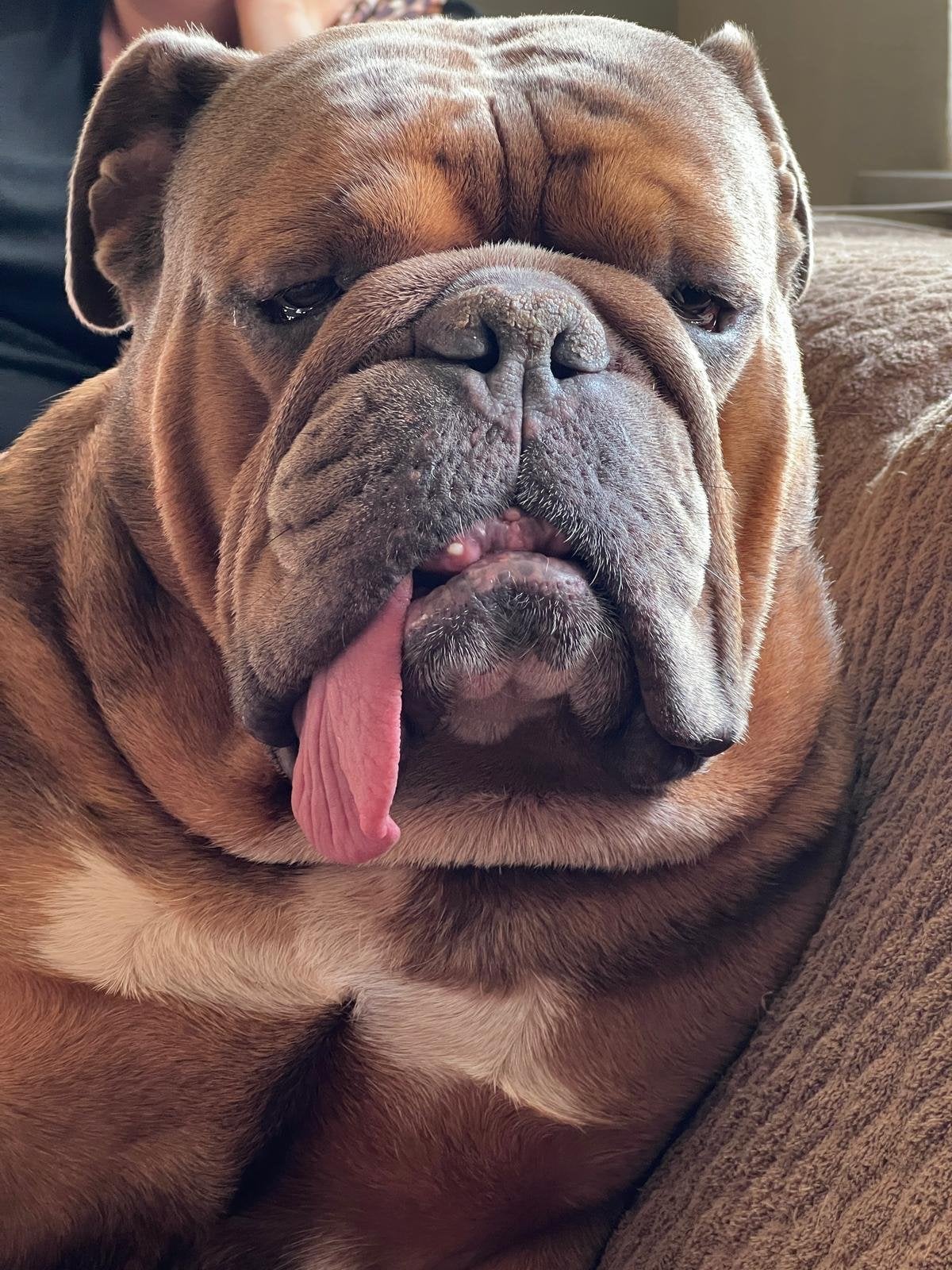New english bulldog, 6 jaar of ouder, Rabiës (hondsdolheid), Reu, Bulldog