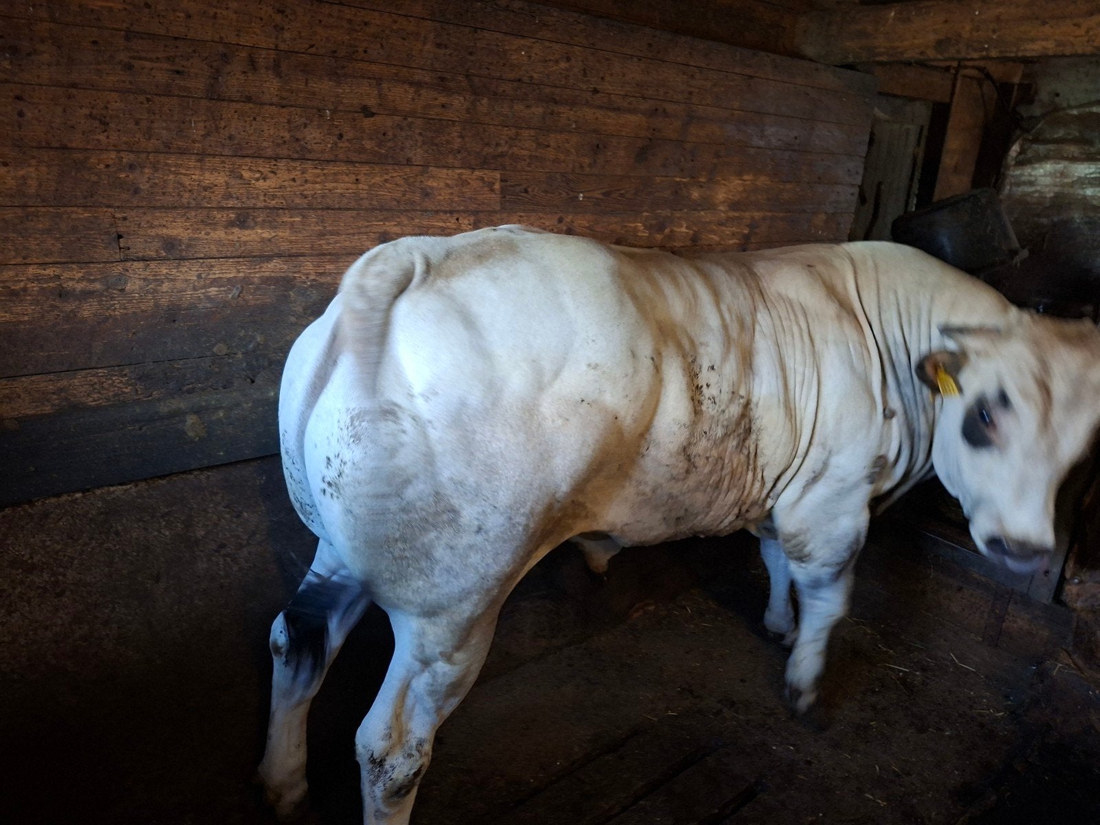 pimonthese stamboekstier., Dieren en Toebehoren, Mannelijk, 0 tot 2 jaar