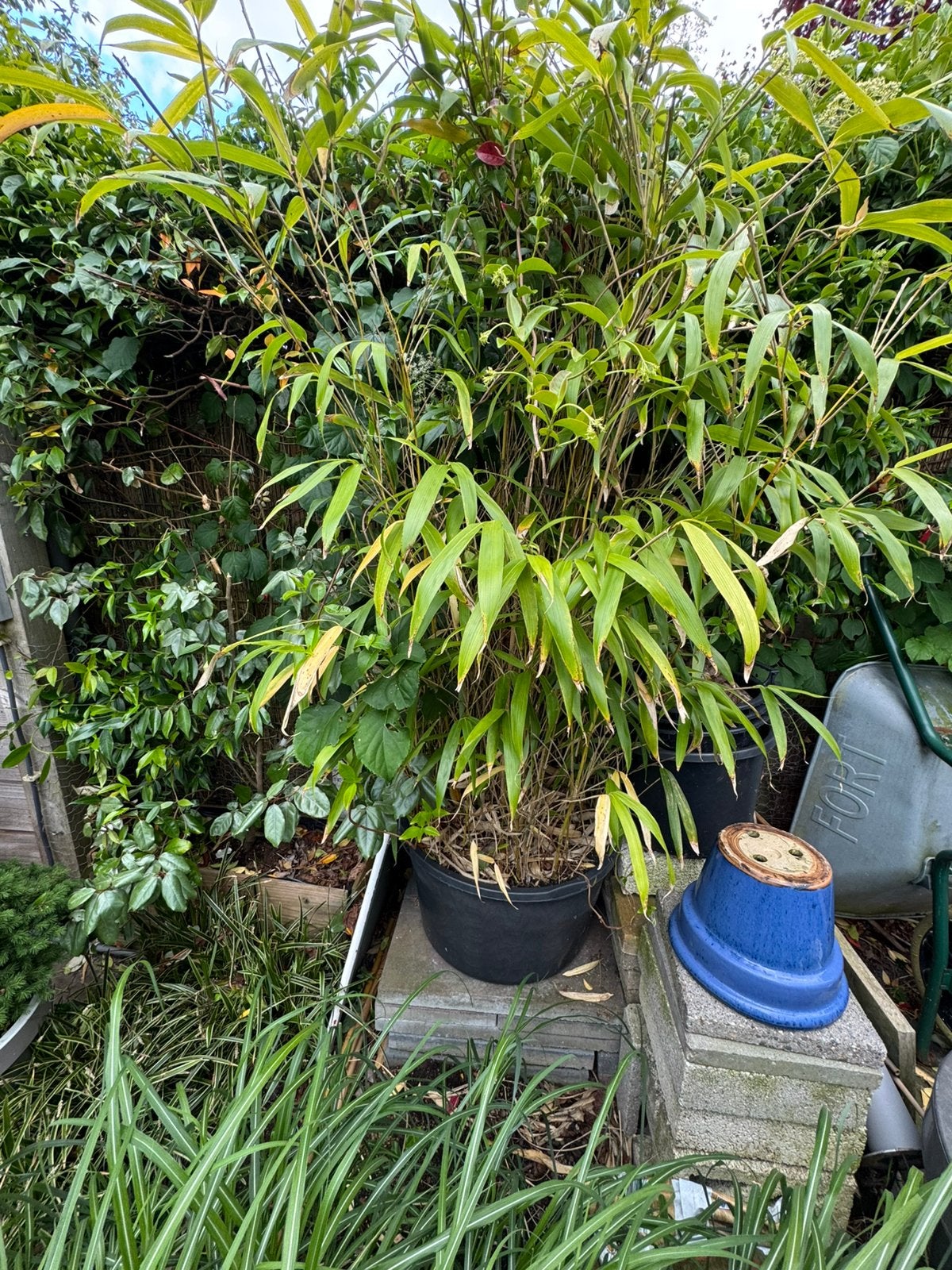 Bamboe plant, Tuin en Terras, Ophalen, Bloeit niet, Overige soorten, Halfschaduw