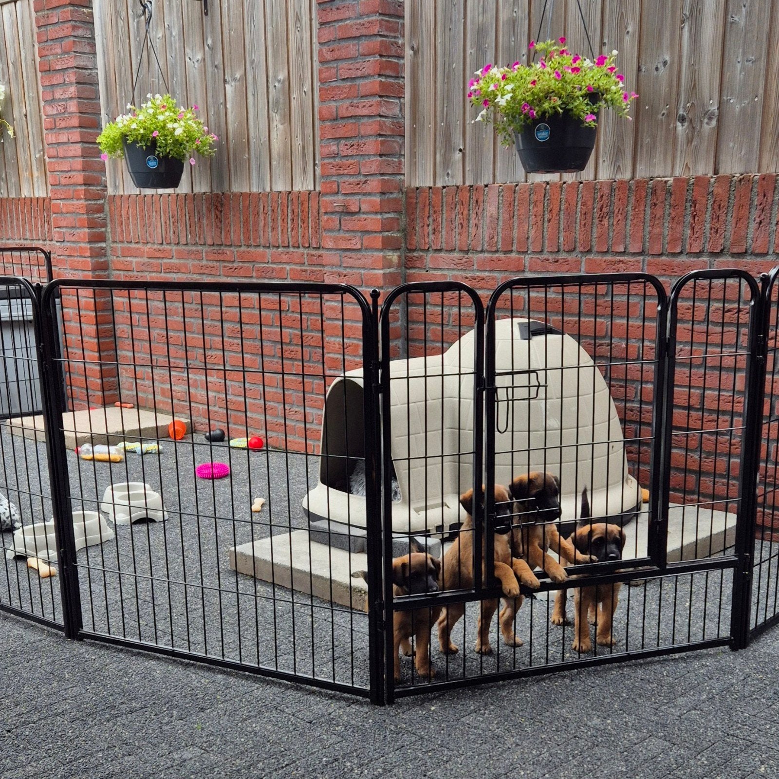 WESTFALEN TERRIER PUP REU ☆ SUPERMOOI ☆ TOPAFSTAMMING !!, Parvo, Reu, 8 tot 15 weken, Eén hond