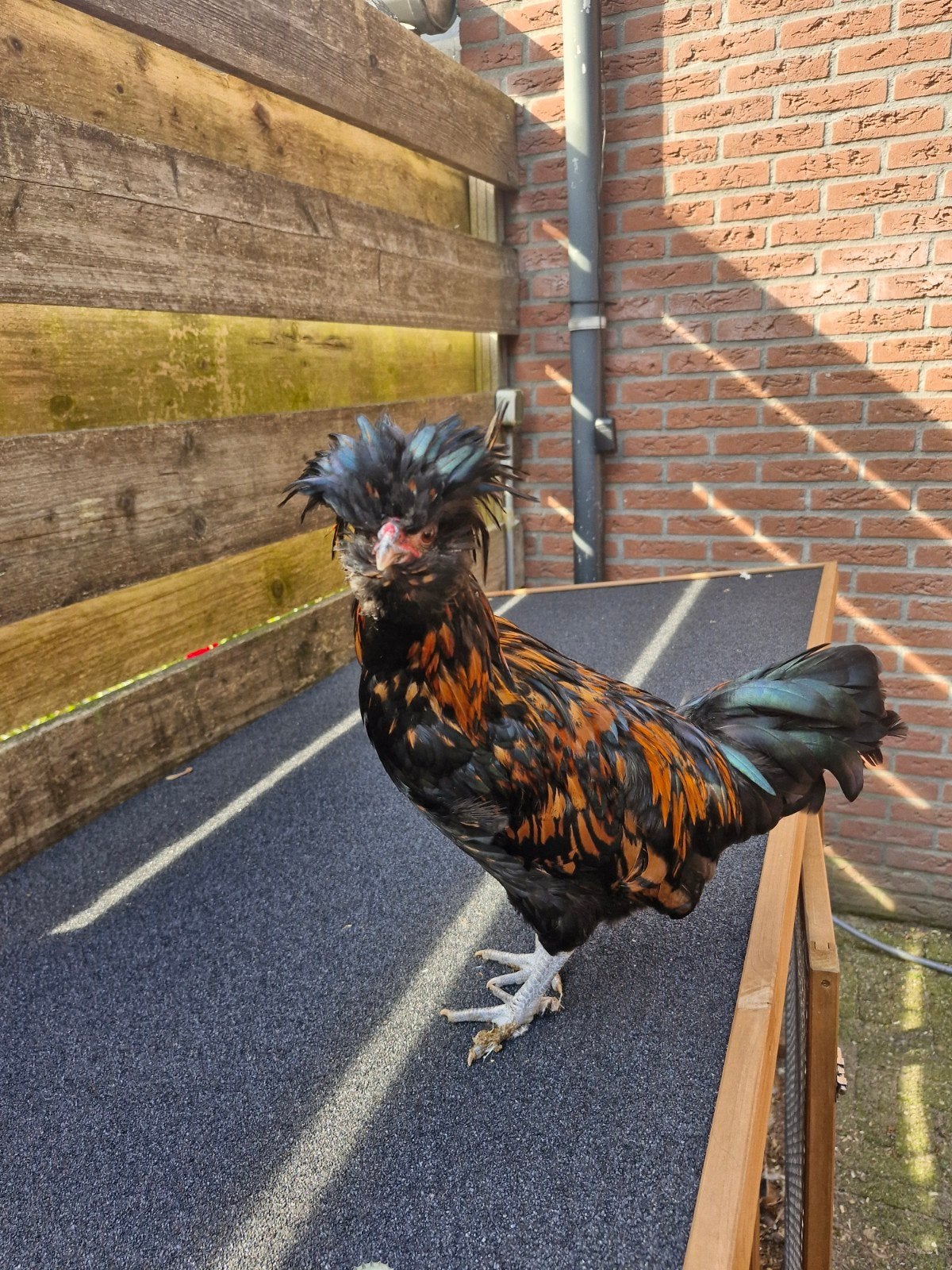 kuifhoender haan 16 weken, Mannelijk, Kip