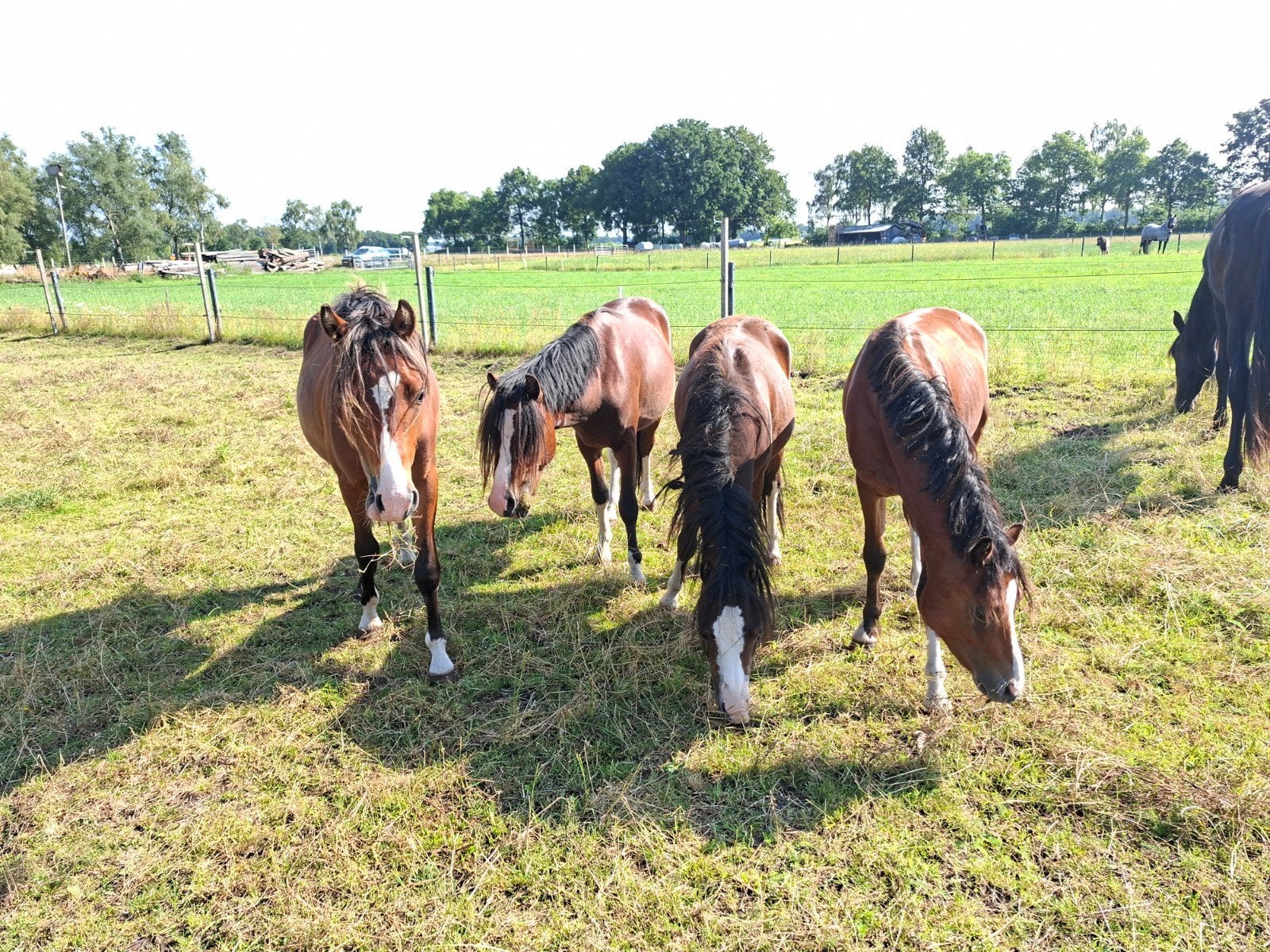 Toekomstig 4 span welsh a ponys, Dieren en Toebehoren, Pony's