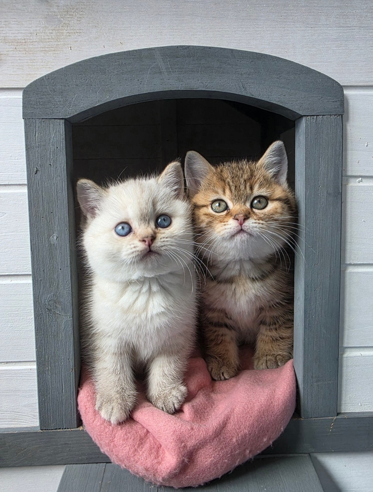 British shorthair kitten, Poes