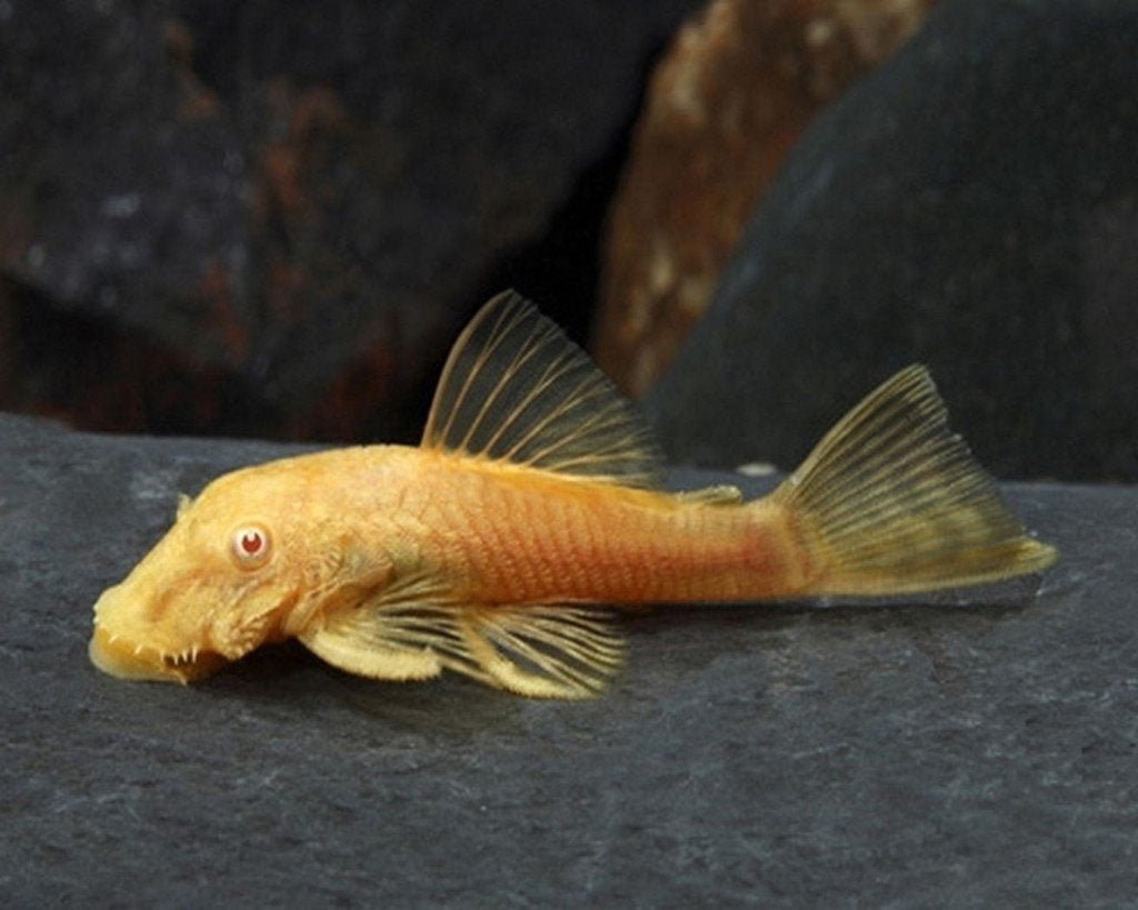koppel albino borstelneuzen algeneters te koop 10cm, Vis, Zoetwatervis